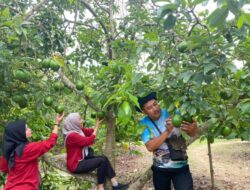 Bertamasya Sambil Petik Buah di Kebun Alpukat Wonocolo-Bojonegoro